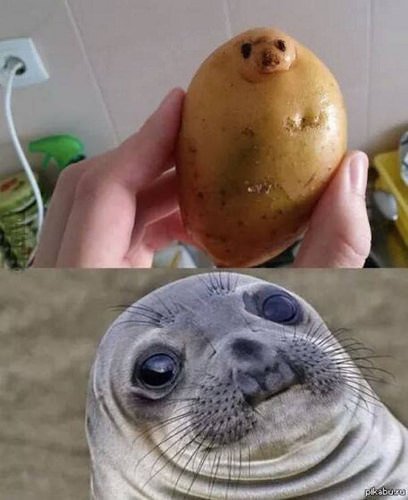 Image of seal potato