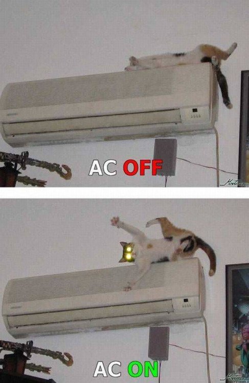 Image of AC cat