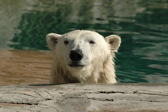 Polar Bear Head