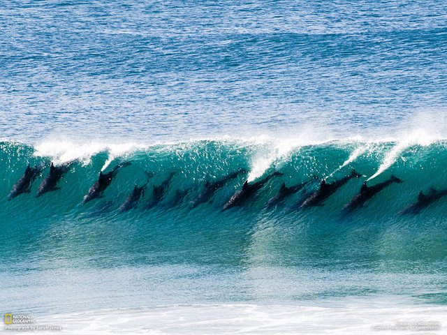 dolphin surf