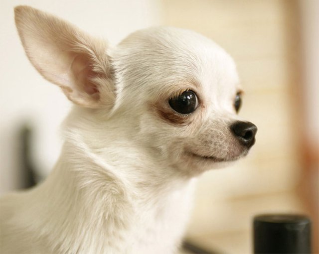 top 20 cutest dogs