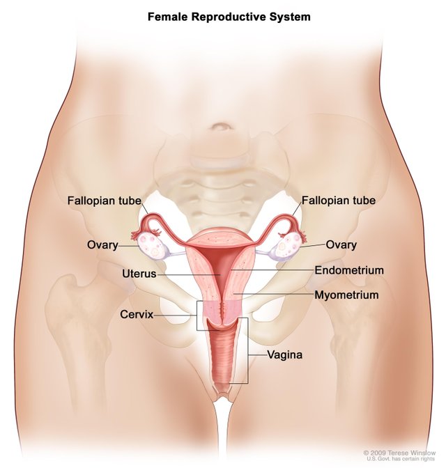 Names for female body parts