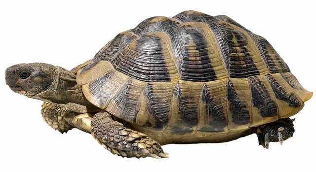 The Evolution of the Turtle's Shell: It Wasn't for Protection — Steemit