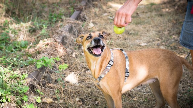 DEK Photography: A Happie Doggie