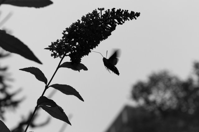 DEK Photography: Black And White Nectar
