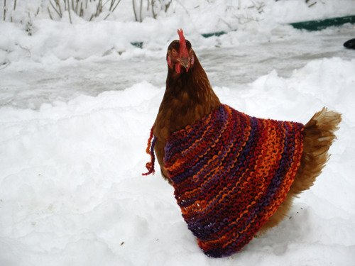 Chicken Sweater