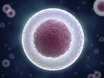 Stem cell under microscope