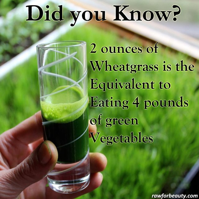 Organic Wheatgrass Powder Benefits & The Incredible Healing Properties