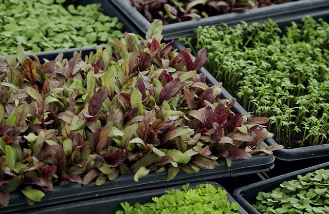 Cropped: How to Grow Microgreens