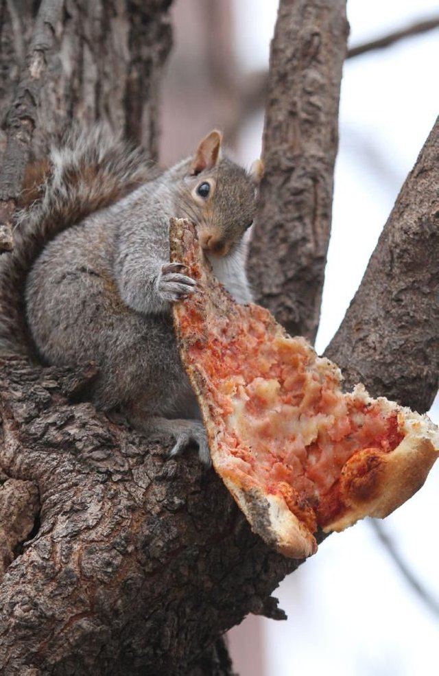 Pizza Squirrel showed his bigcity bona fides after finding a classic slice in New York City