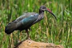24++ Burung ibis karau terupdate