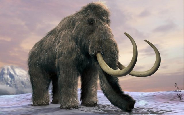 Woolly mammoth