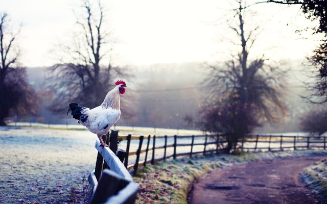 Rooster on Fence