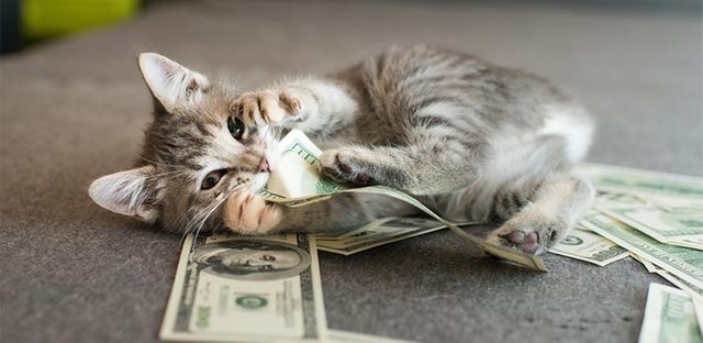 Cryptokittes Receives 12 Million from Big Name Investor