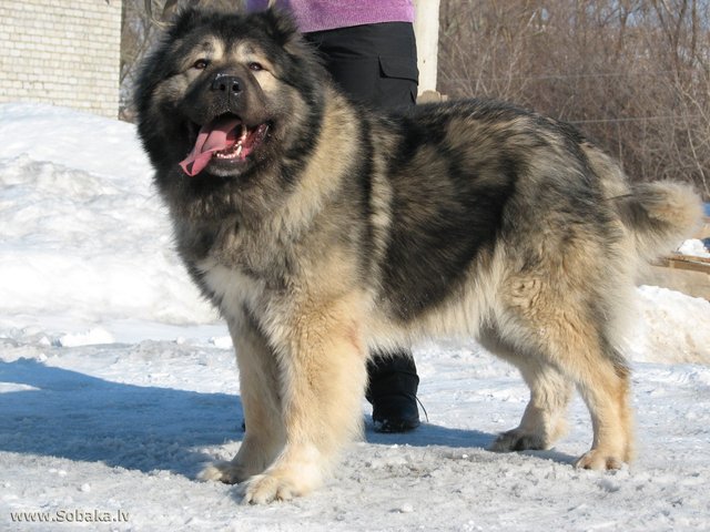 caucasian dog breed