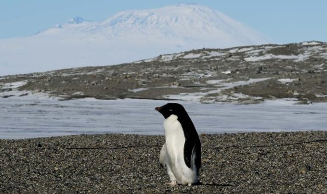 Antarctica's ice-free areas to increase by up to a quarter by 2100, study says