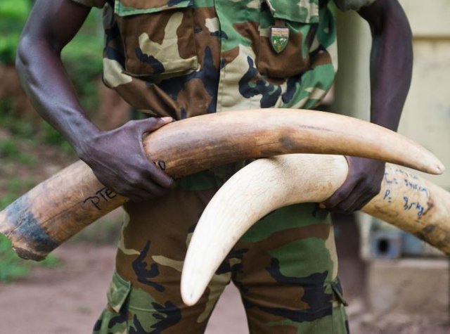 British troops tackling elephant poachers selling ivory to fund terror