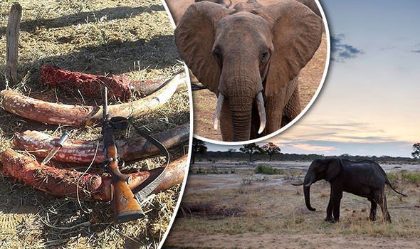 NOW IT'S WAR' Wildlife park kills vile poacher caught stripping ivory from dead elephant