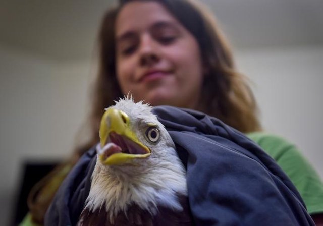 This Rescued Bald Eagle Is a Survivor—and So Is the Species