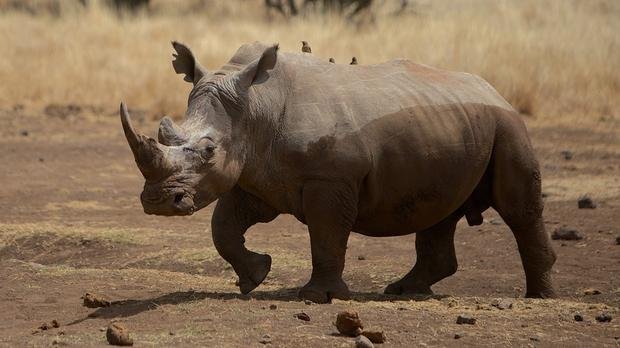 Six KZN rhino killed in one night