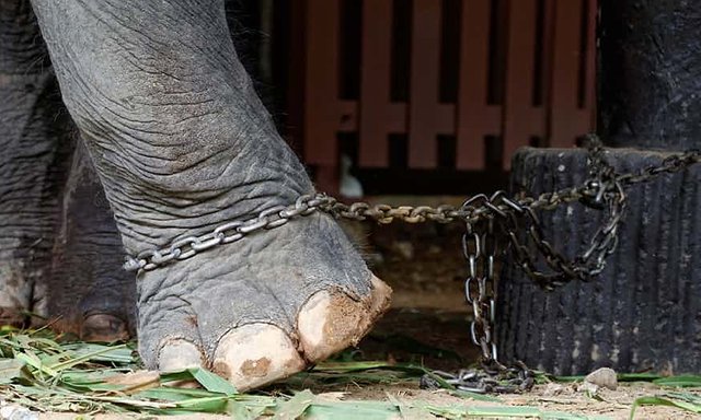 The dark side of wildlife tourism: thousands of Asian elephants held in cruel conditions