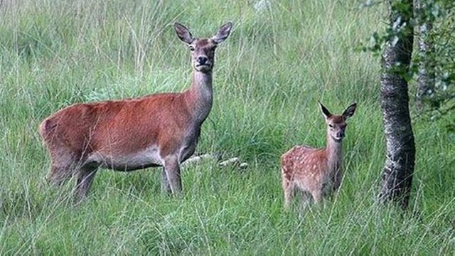 Despicably cruel' deer dog poaching condemned in Cumbria