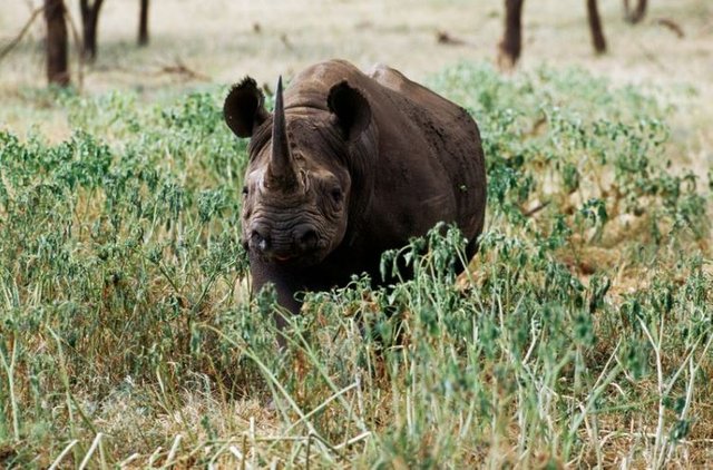 Heartbreaking image of baby rhino orphaned after poachers kill six in just ONE night on South African reserve