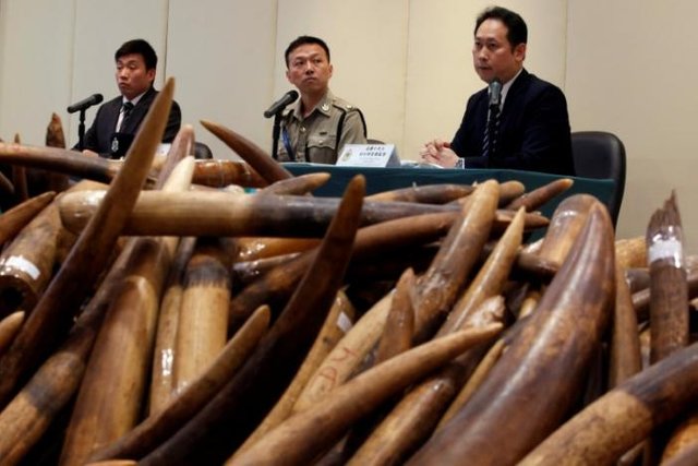 Hong Kong seizes largest ivory haul in 30 years