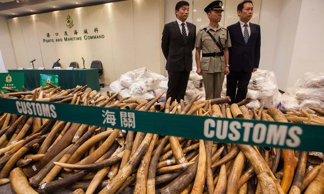 Hong Kong authorities seize 'record' ivory haul