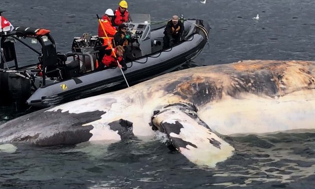 Seven right whales found dead in 'devastating' blow to endangered animal