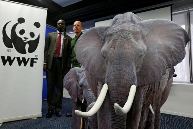 Hong Kong role in wildlife smuggling in spotlight as African rangers beg for ivory ban