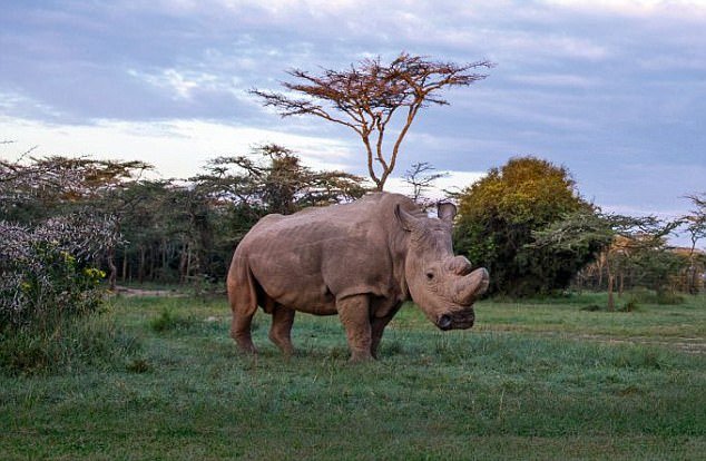 The loneliest chap in the world: Rampant poaching has left this rhino the last male of his kind – can science stop them vanishing forever?