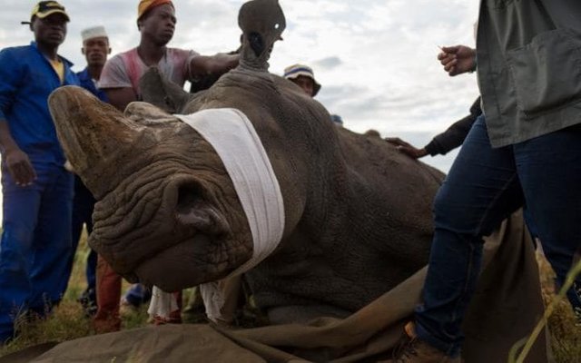 Poachers kill baby rhino and its mother in 'brazen' raid inside a famous game reserve