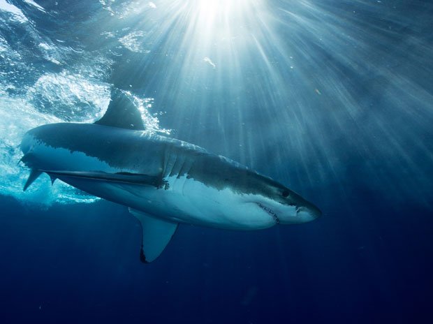 Hong Kong activists urge restaurants to remove shark fin soup from menus