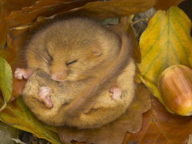 UK dormice in danger of extinction as numbers plummet 72 per cent in 21 years