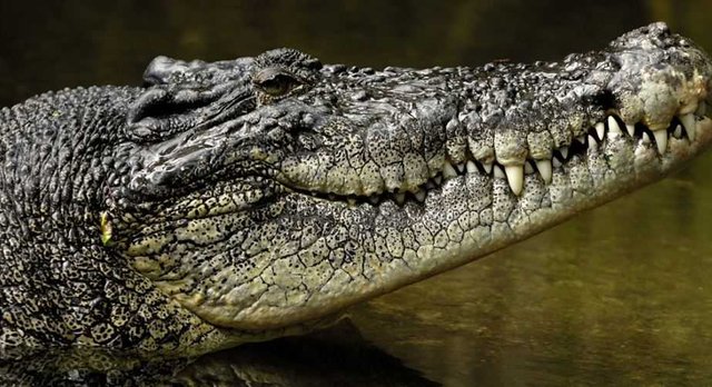 Crocodile Poaching Booms as Egypt Tourism Crumbles