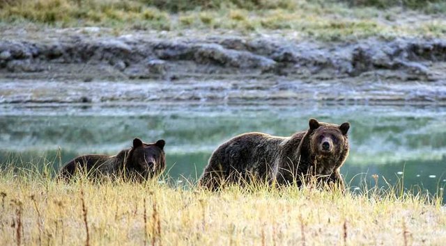 After 42 Years, Yellowstone Grizzly Will Be Taken Off Endangered Species List