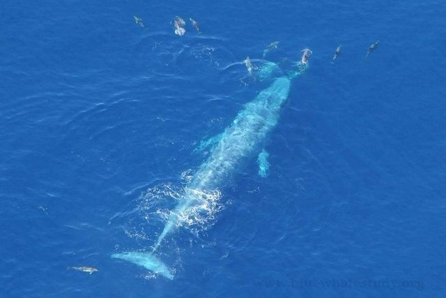 Shrinking whales study could lead to early warning system for endangered species