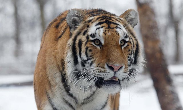 Anti-poaching drive brings Siberia’s tigers back from brink