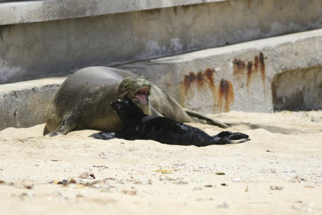 The Latest: Endangered Hawaiian monk seal born in Waikiki