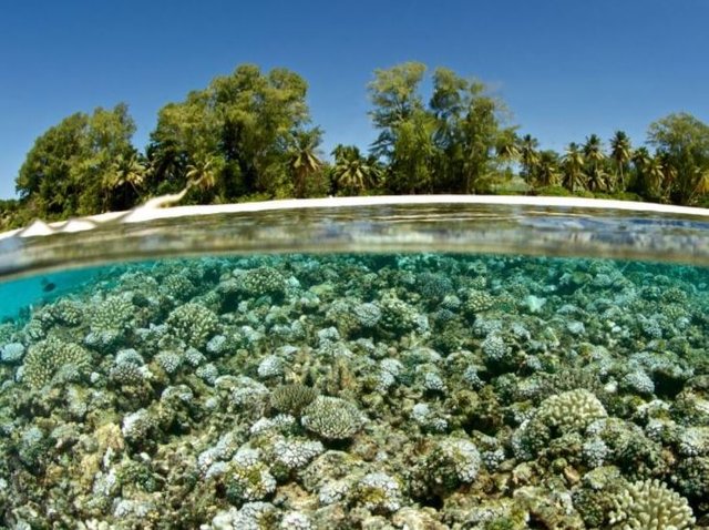 When corals die off, we die off