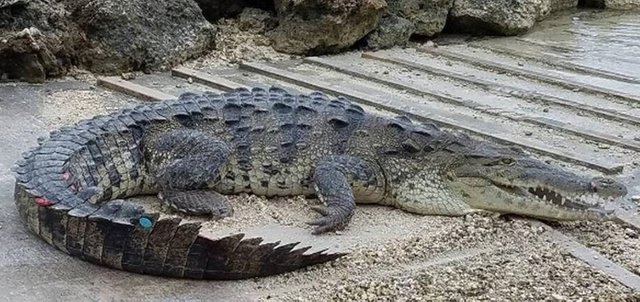 Croc captured, relocated from golf course