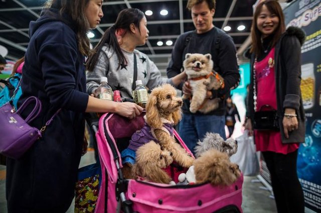 Chinese Youth Embrace New Attitudes Toward Pets and Wildlife