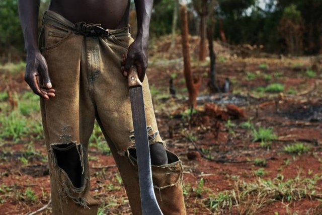 Paying People to Not Cut Down Trees Pays Off, Study Finds