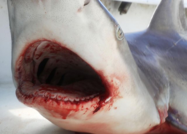 Click image to view story: We Can Live Without Shark Fin Soup. But Can We Live Without Sharks?