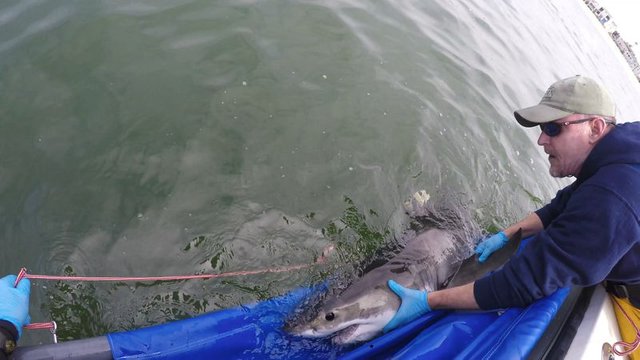 Click image to view story: Could underwater gadgets tell us why baby sharks hang out at LA beaches?