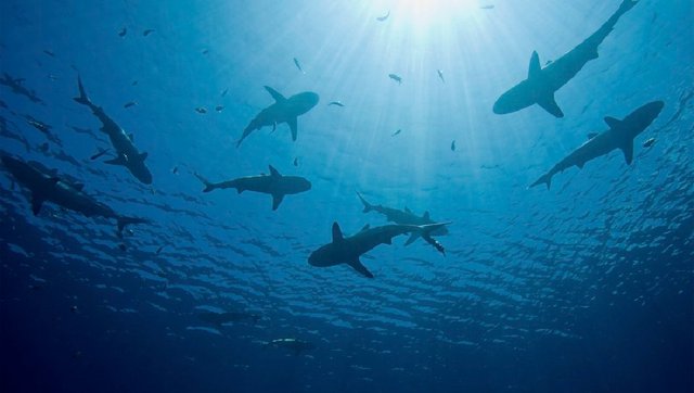 Click image to view story: Despite their danger (or lack thereof), sharks need stronger protections