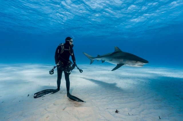 Click image to view story: SHARK: One-on-one with the rulers of the deep Photos by Brian Skerry