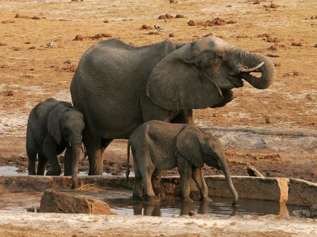 Click image to view story: Zimbabwean poacher arrested after four years on the run for killing more than 100 elephants