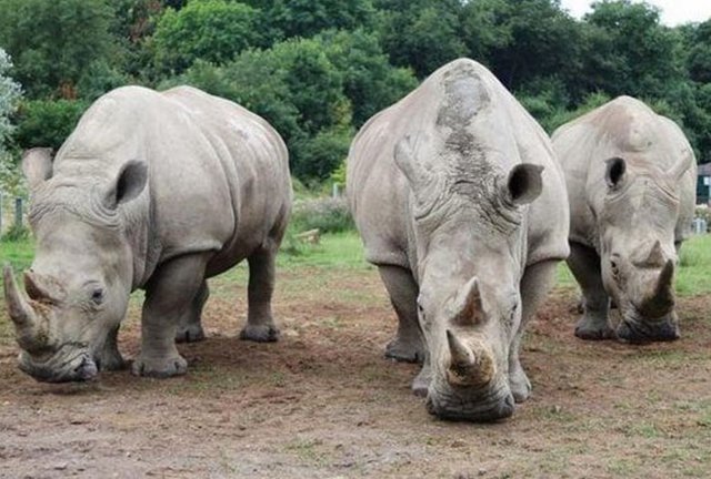 White rhinos: Scientists reveal last-ditch attempt to save endangered species with world-first IVF treatment